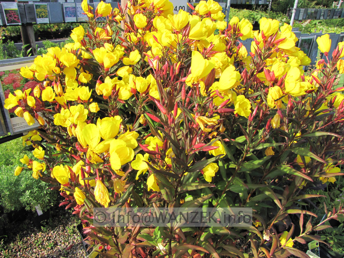 Oenothera tetragona Hohes Licht.JPG